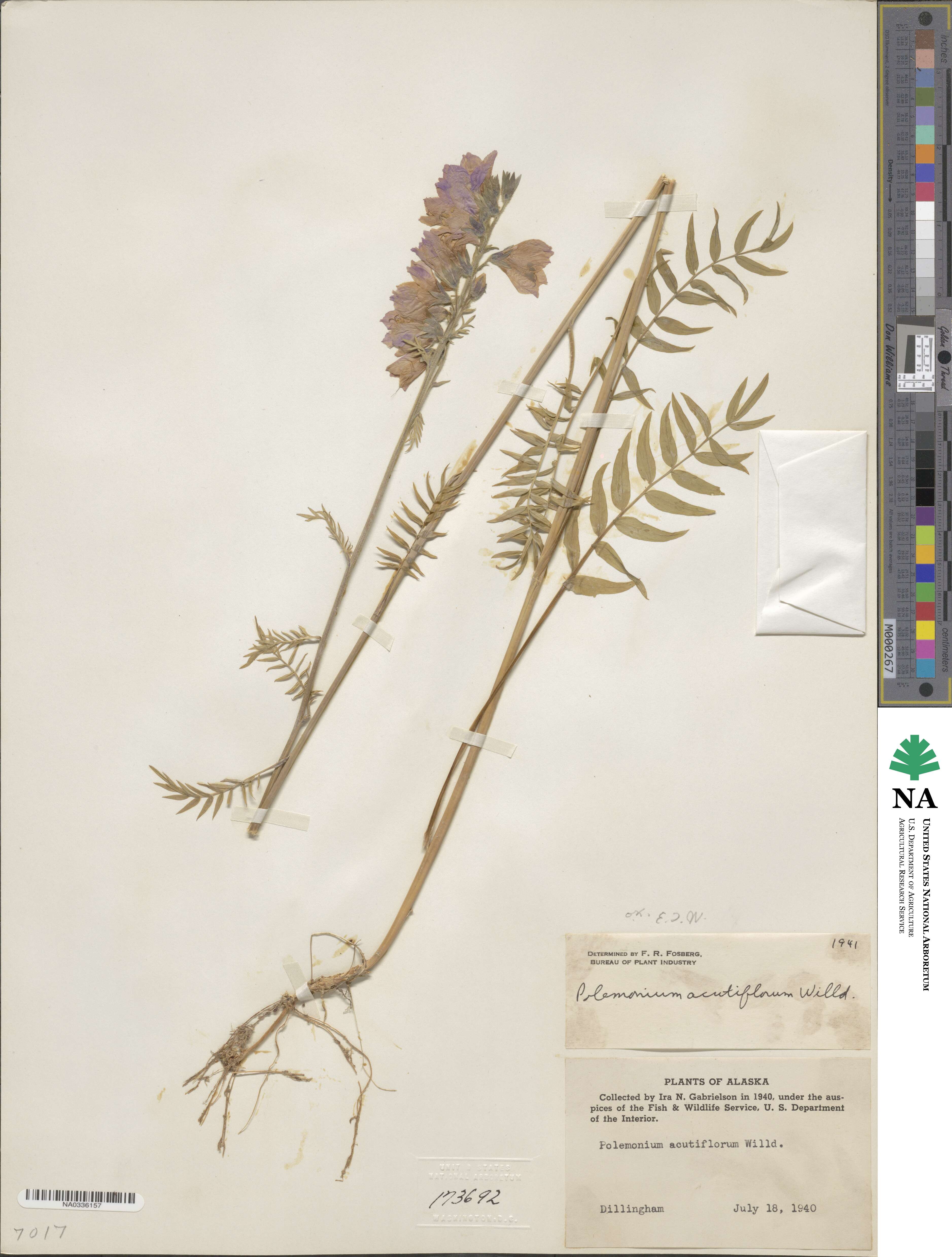 Polemonium acutiflorum image