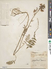 Polemonium acutiflorum image