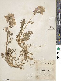 Polemonium acutiflorum image