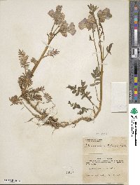 Polemonium acutiflorum image