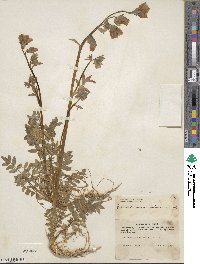 Polemonium acutiflorum image