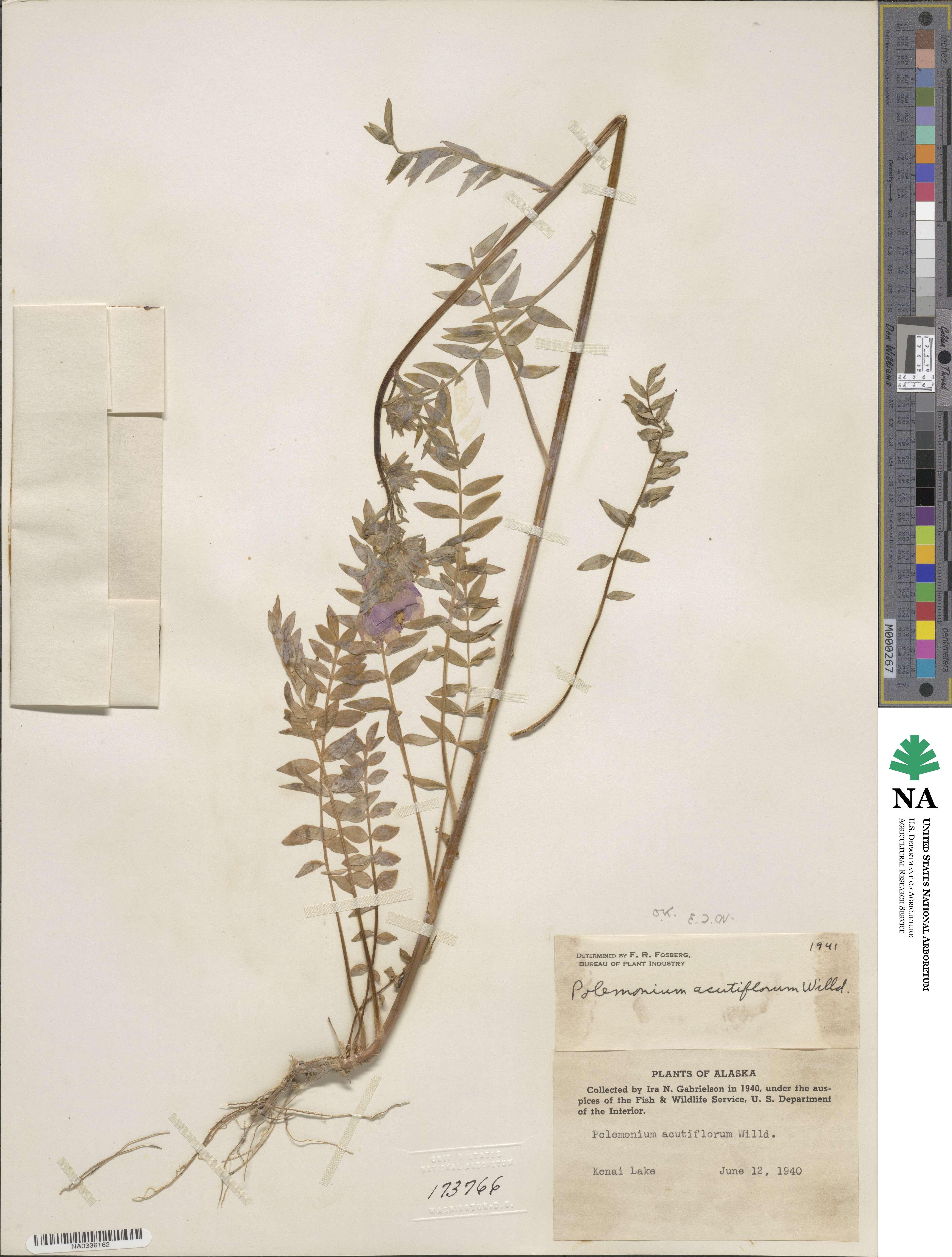 Polemonium acutiflorum image