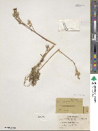 Polemonium acutiflorum image