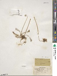 Polemonium acutiflorum image