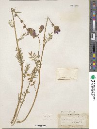 Image of Polemonium occidentale