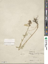 Polemonium occidentale image