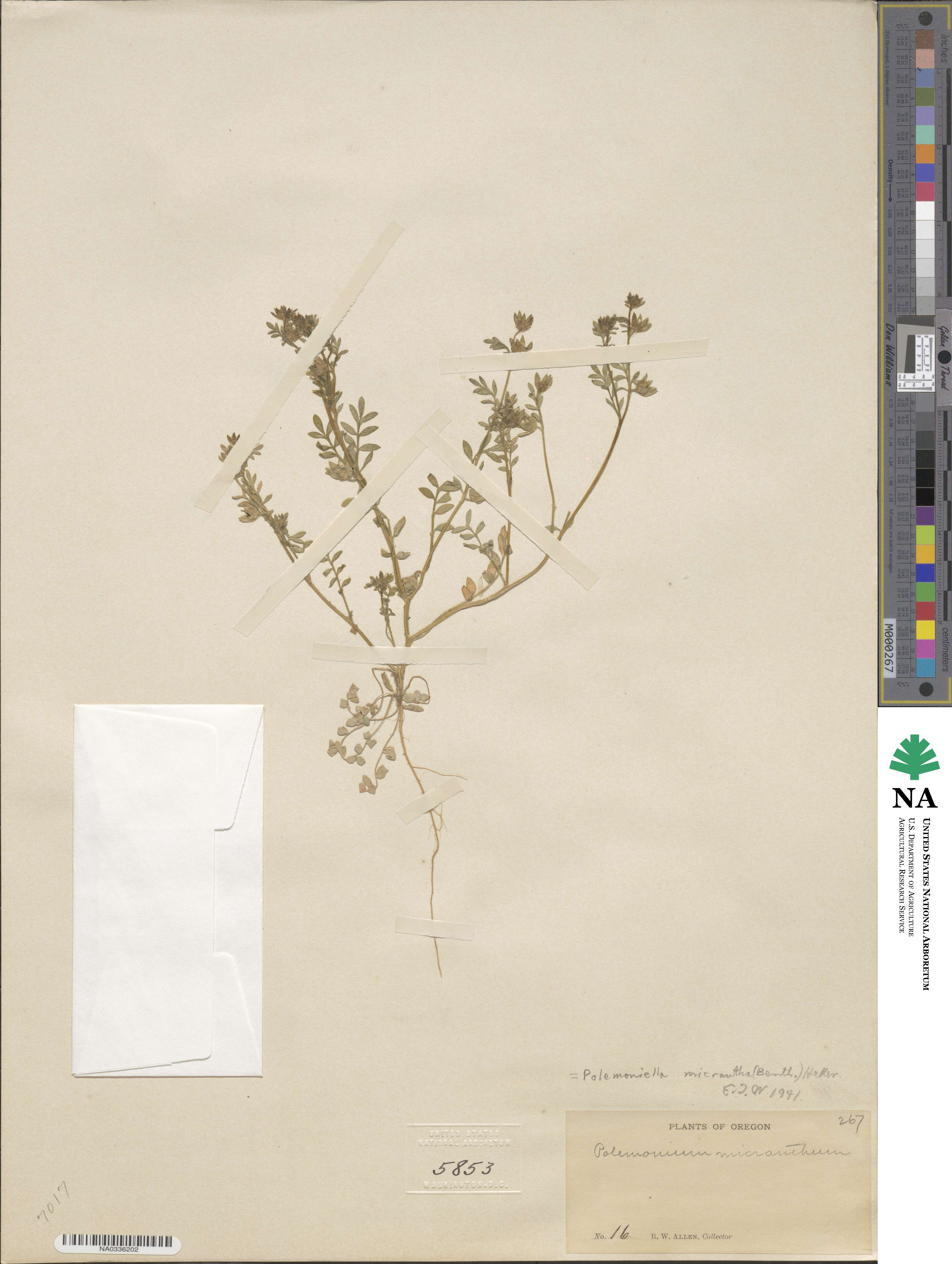 Polemonium micranthum image