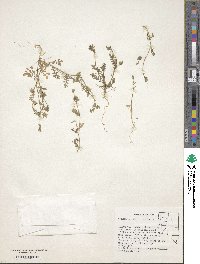 Polemonium micranthum image