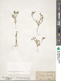 Polemonium micranthum image