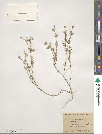 Polemonium micranthum image