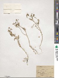 Polemonium micranthum image