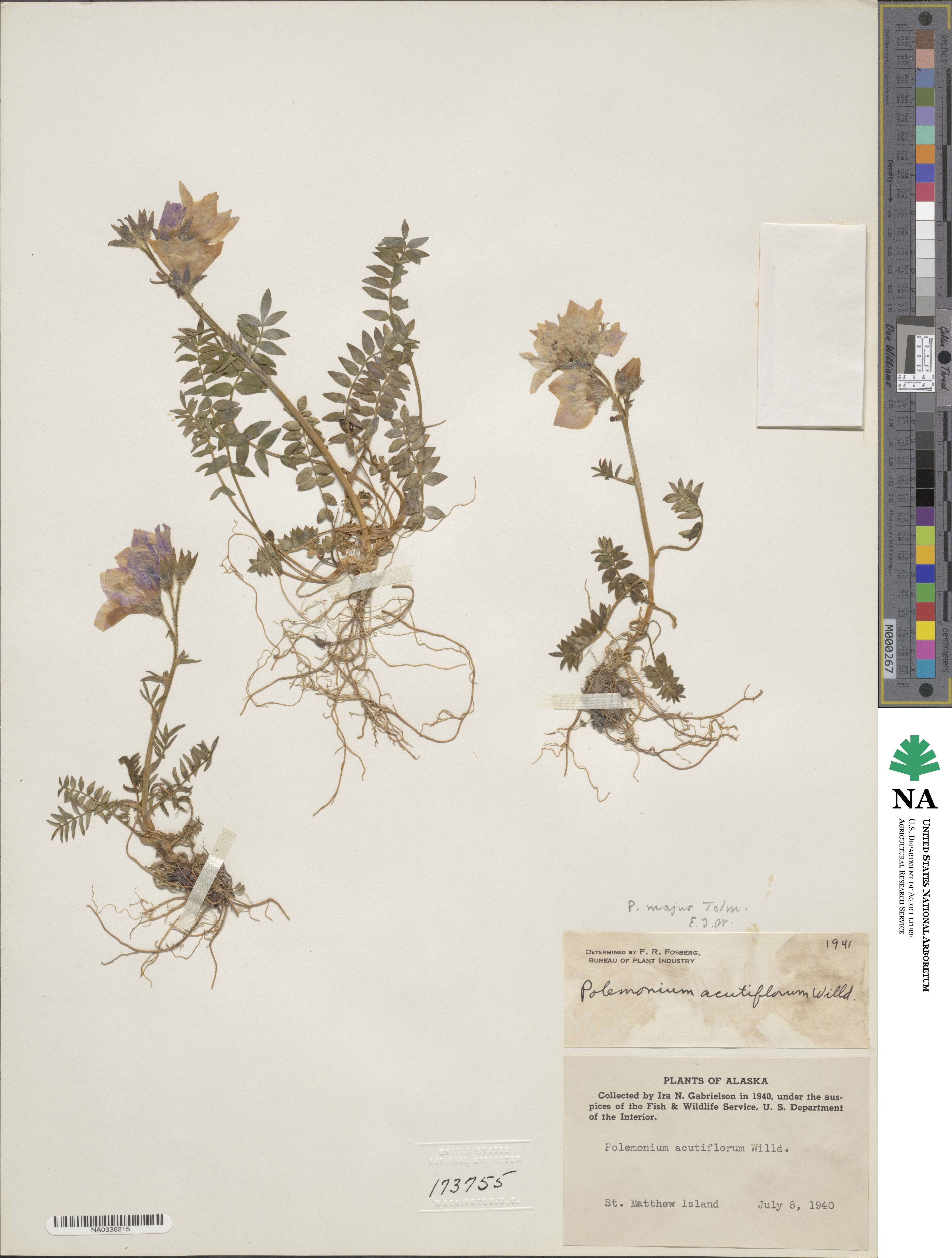 Polemonium majus image