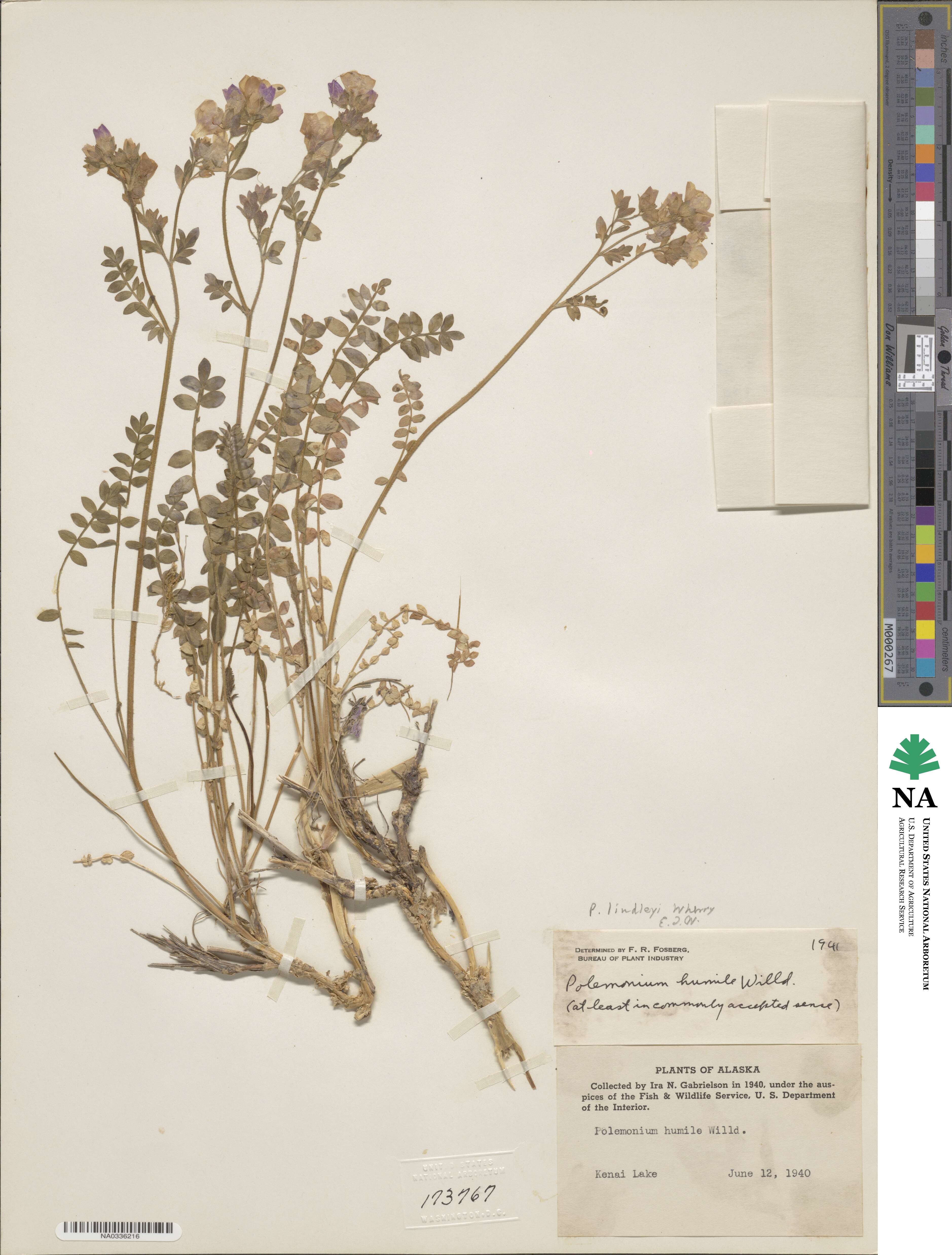 Polemonium pulcherrimum subsp. lindleyi image