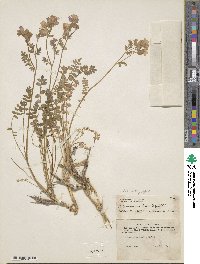 Polemonium pulcherrimum image