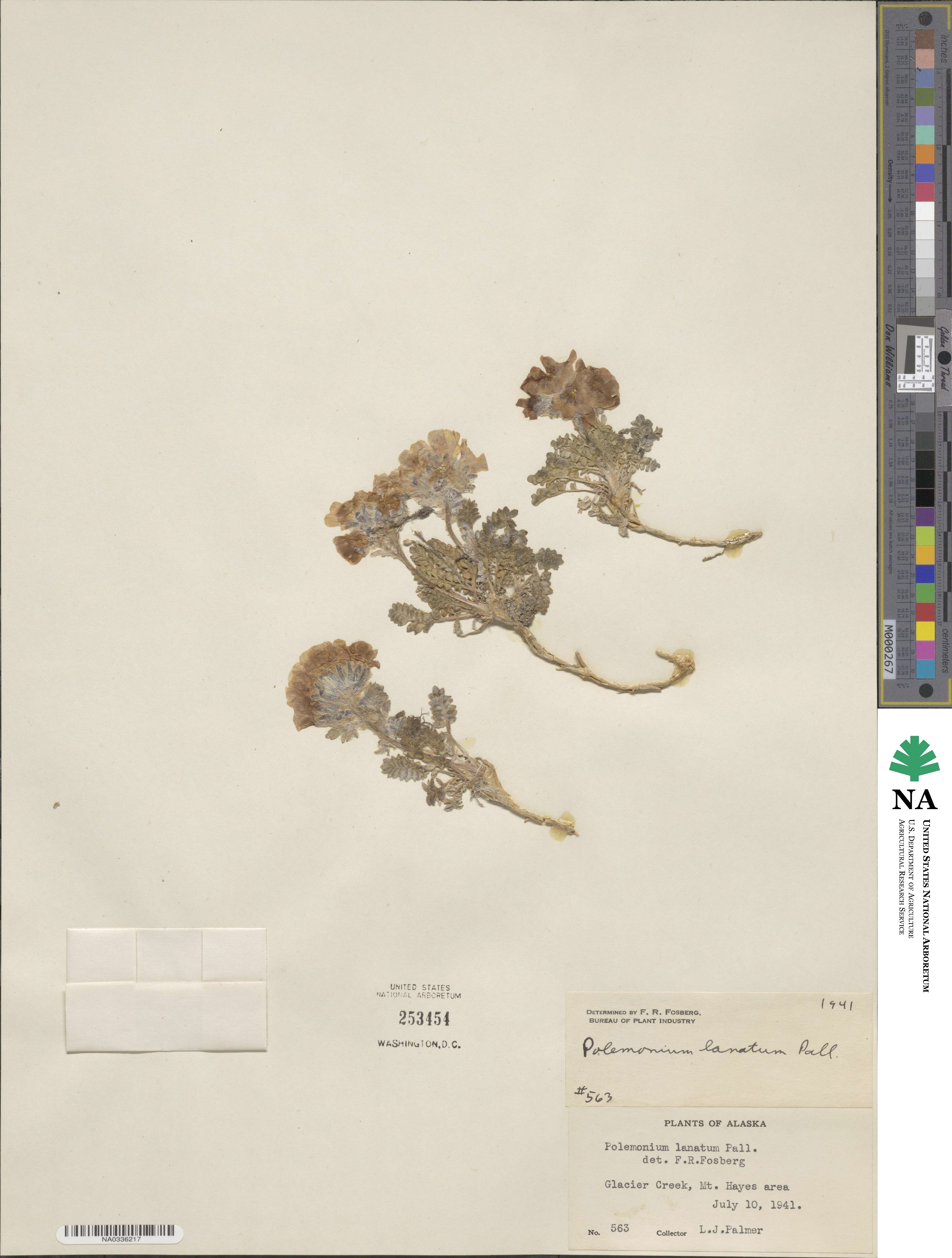 Polemonium lanatum image