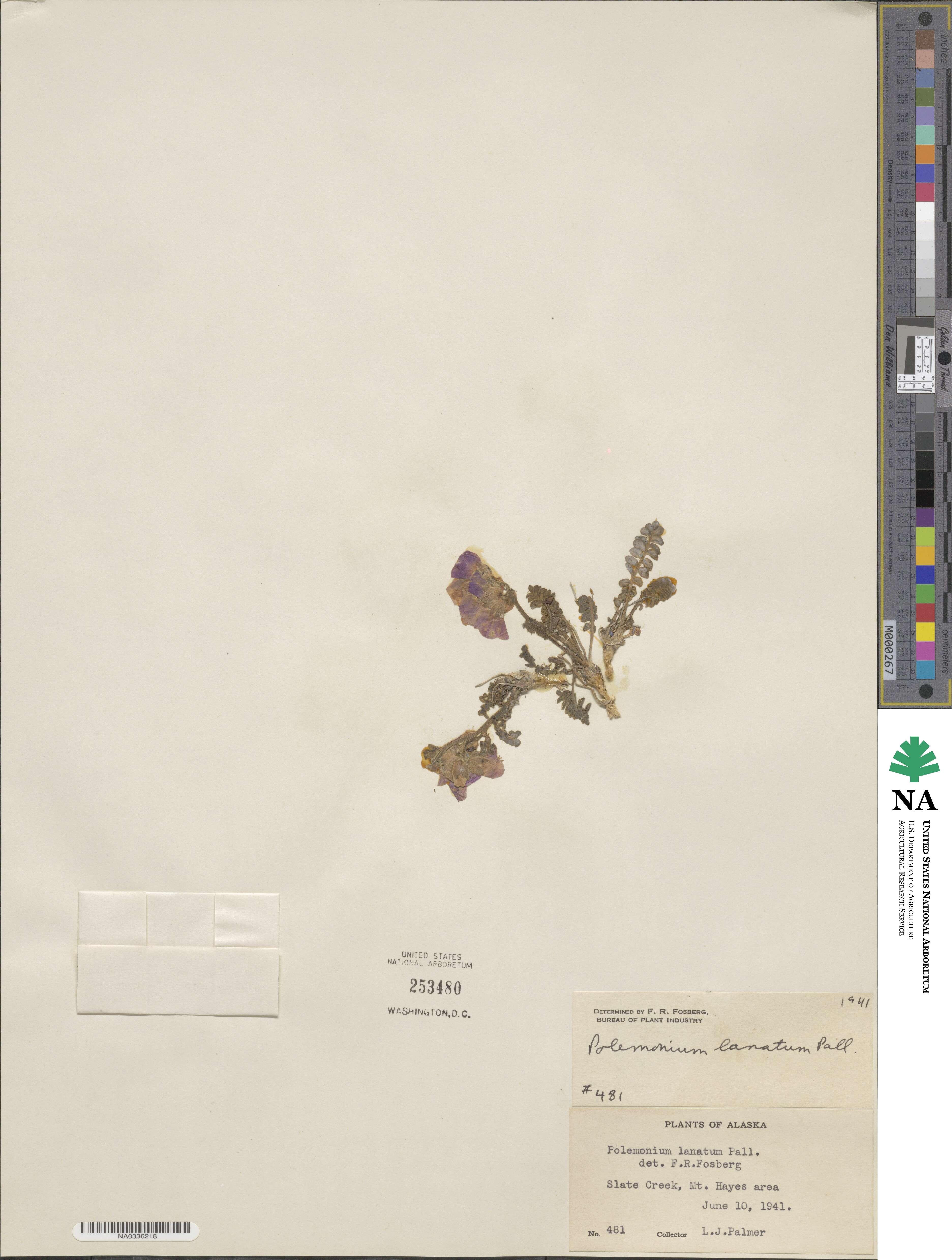Polemonium lanatum image