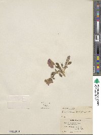 Polemonium lanatum image