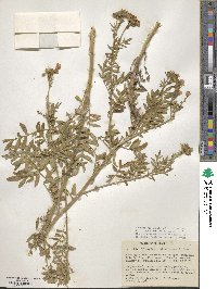 Image of Polemonium foliosissimum