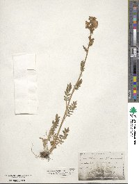 Polemonium foliosissimum image