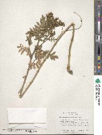 Polemonium foliosissimum image