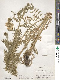 Polemonium foliosissimum image