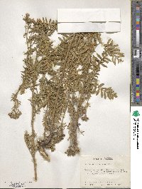 Polemonium foliosissimum image