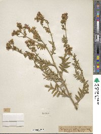 Polemonium foliosissimum image