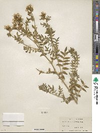 Polemonium foliosissimum image