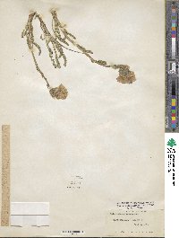 Polemonium viscosum image