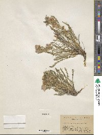 Polemonium viscosum image