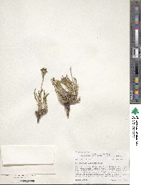 Polemonium viscosum image