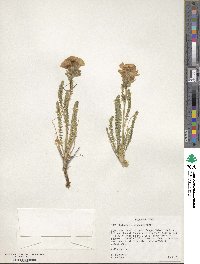 Polemonium viscosum image