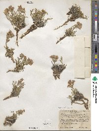 Polemonium viscosum image