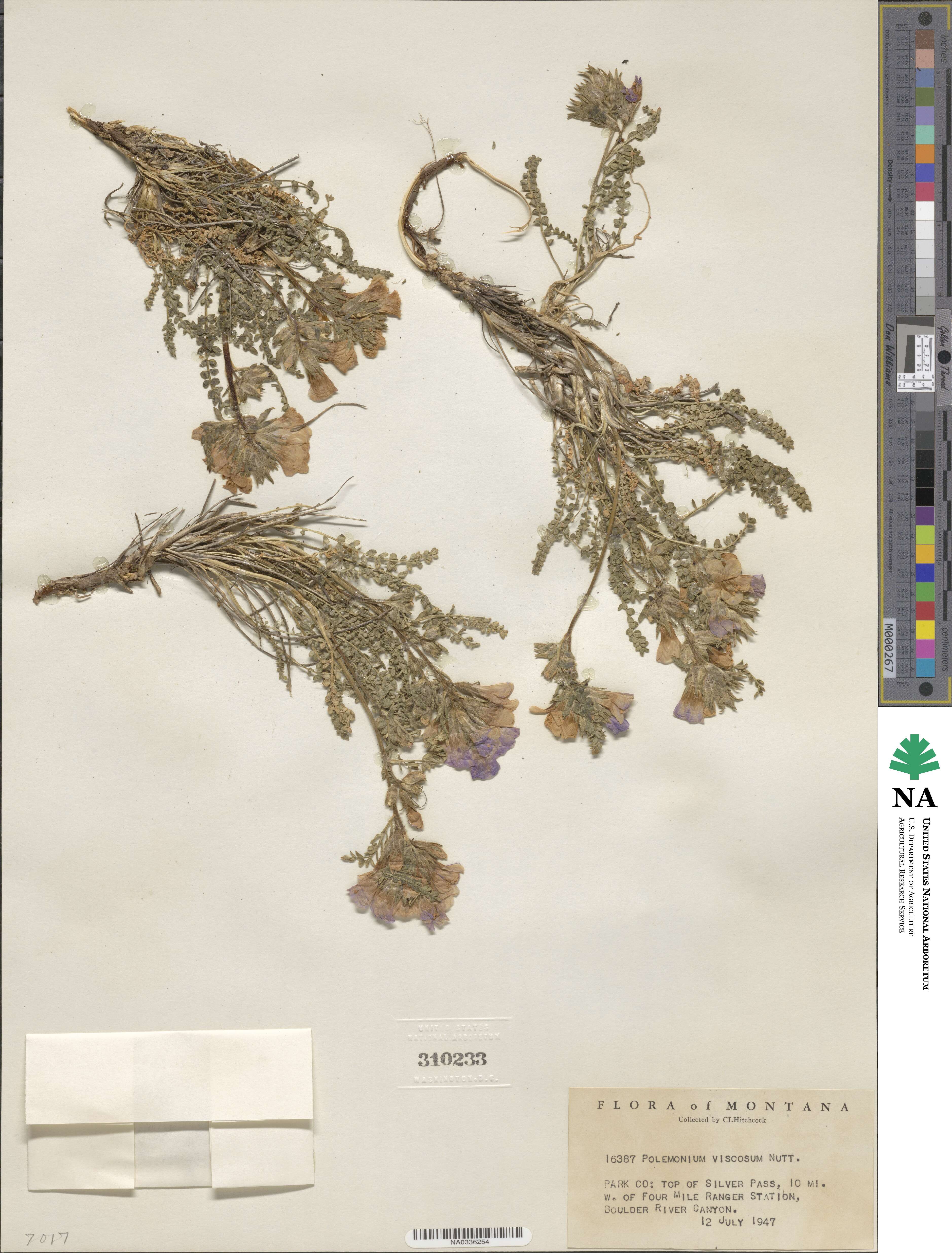 Polemonium viscosum image