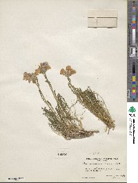 Polemonium viscosum image