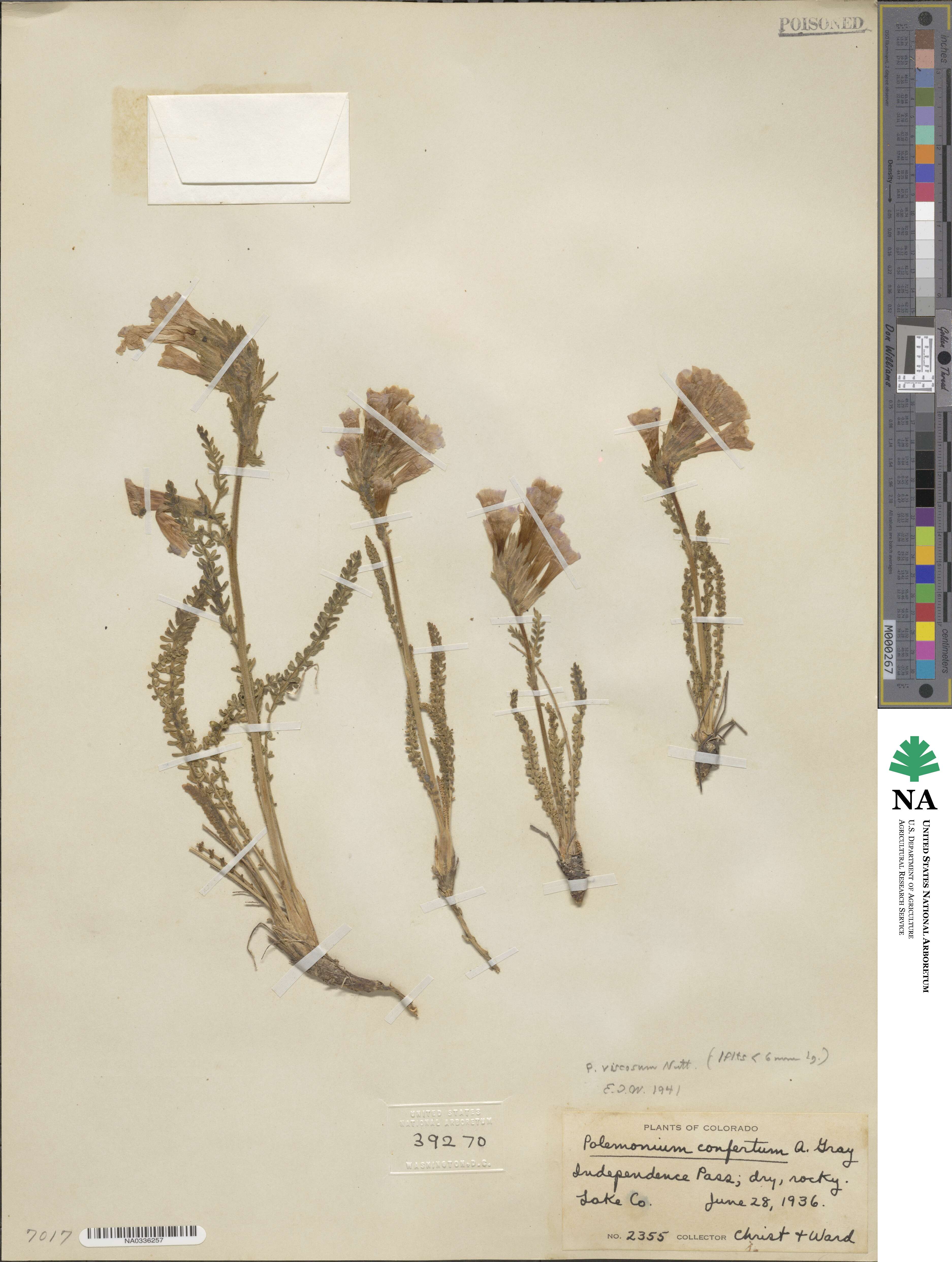 Polemonium viscosum image