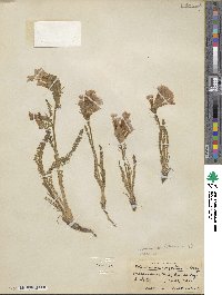 Polemonium viscosum image