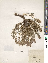 Polemonium viscosum image