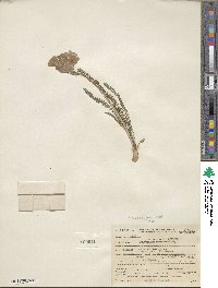 Polemonium viscosum image