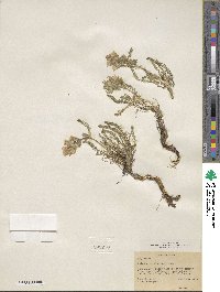 Polemonium viscosum image