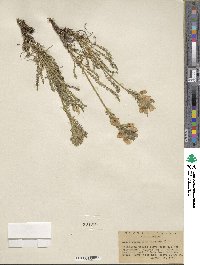 Polemonium viscosum image