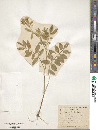 Polemonium reptans image