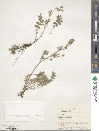 Polemonium reptans image