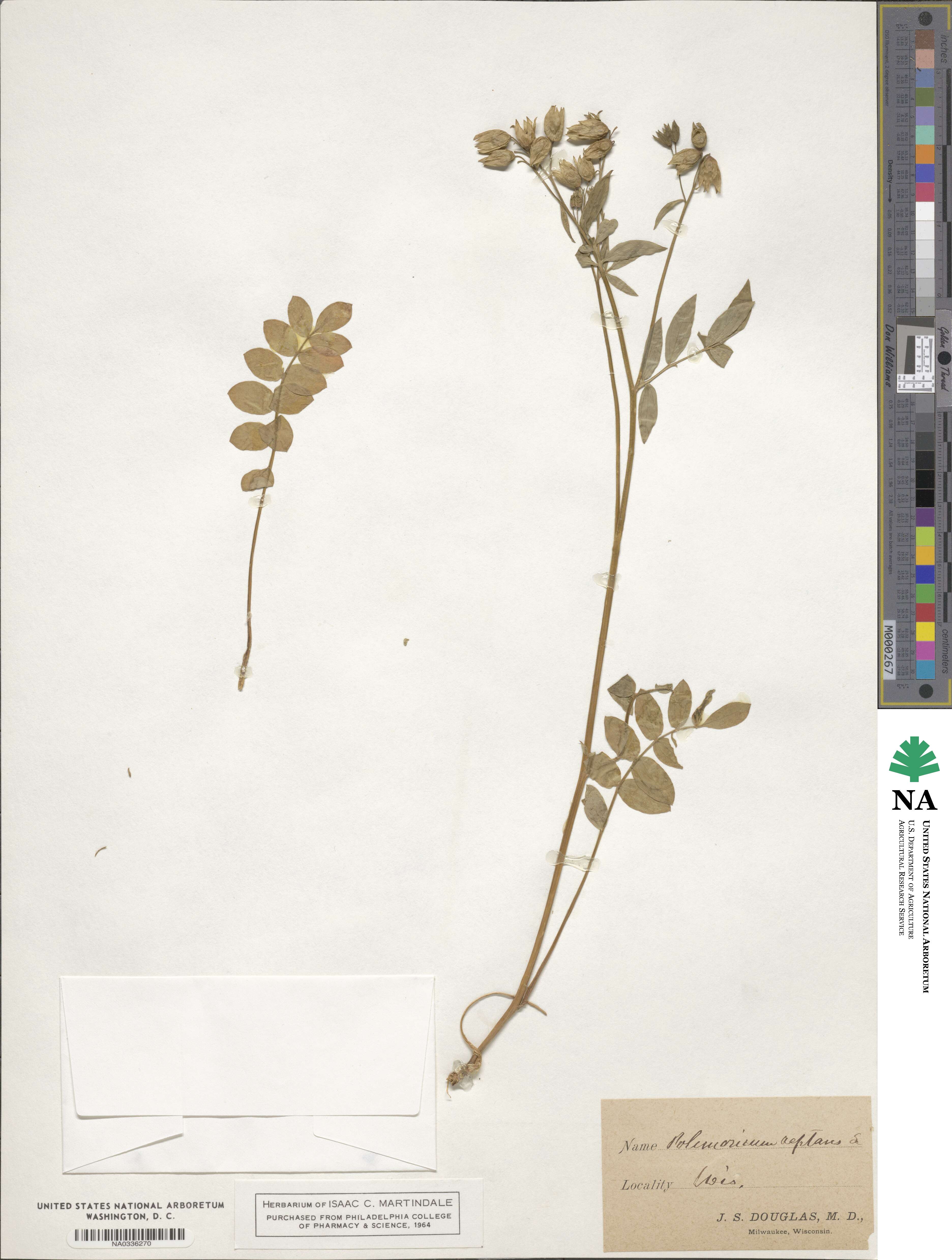 Polemonium reptans image