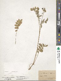 Polemonium reptans image