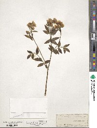 Polemonium reptans image