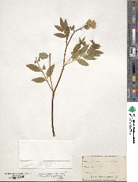 Polemonium reptans image