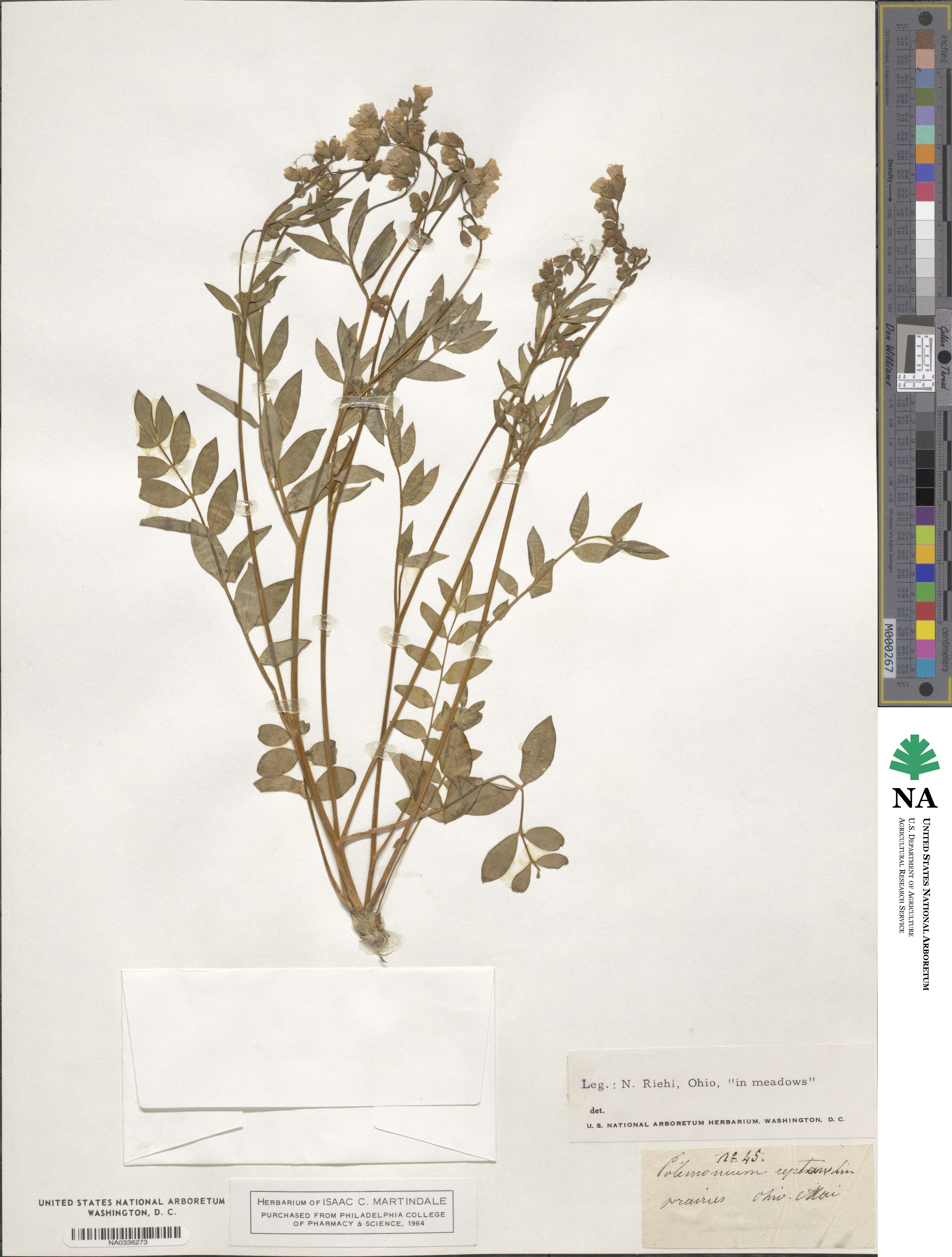 Polemonium image