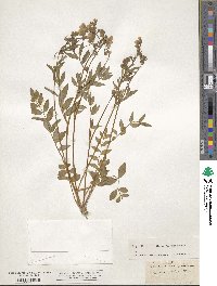 Polemonium reptans image