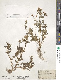 Polemonium reptans image